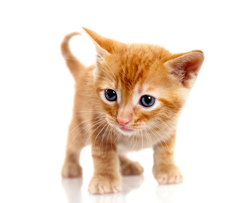 A kitten resting calmly